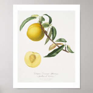 Affiche Pêche (Prunus persica) de Pomona Italiana