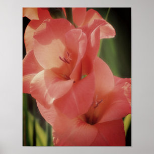 Affiche Pêcher la fleur de gladiolus gros