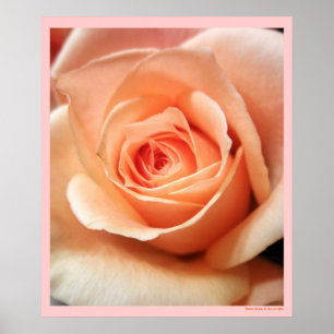 Affiche Pêcher Rose Apricot Roses Fleurs Florales Photo