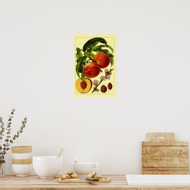 Affiche Pêches Vintage 1796 Art Botanique (Cuisine)