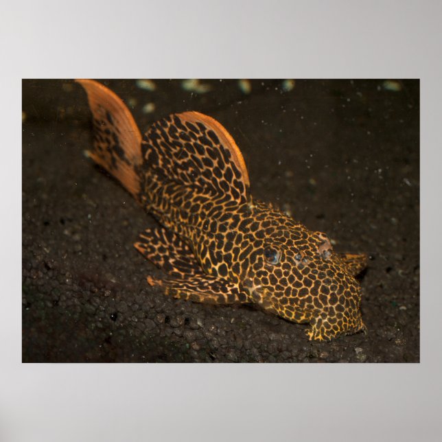 Affiche Peckoltia Compta Brown (Devant)