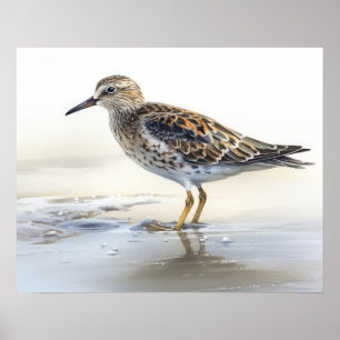 Affiche Pectorale Sandpiper Oiseau Art Imprimer l'affiche