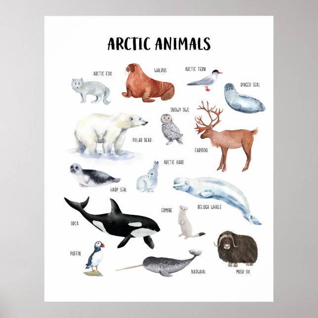 Affiche pédagogique sur les animaux arctiques pour (Devant)