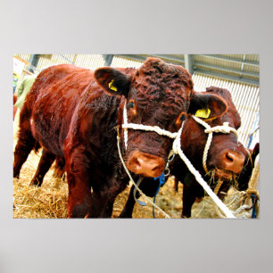 Affiche Pedigree Red Ruby Devon Cow