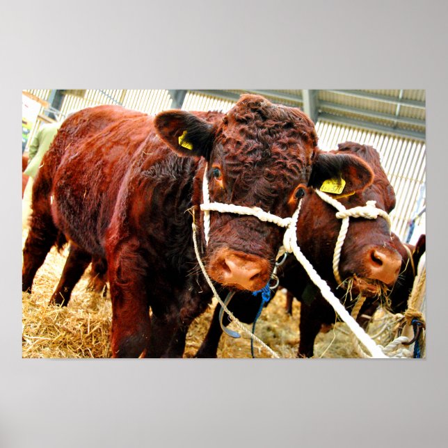 Affiche Pedigree Red Ruby Devon Cow (Devant)