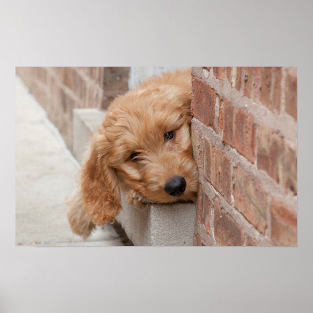 Affiche Peecing de Goldendoodle (Devant)