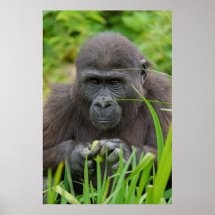 Affiche Peek-a-Boo avec Baby Gorilla
