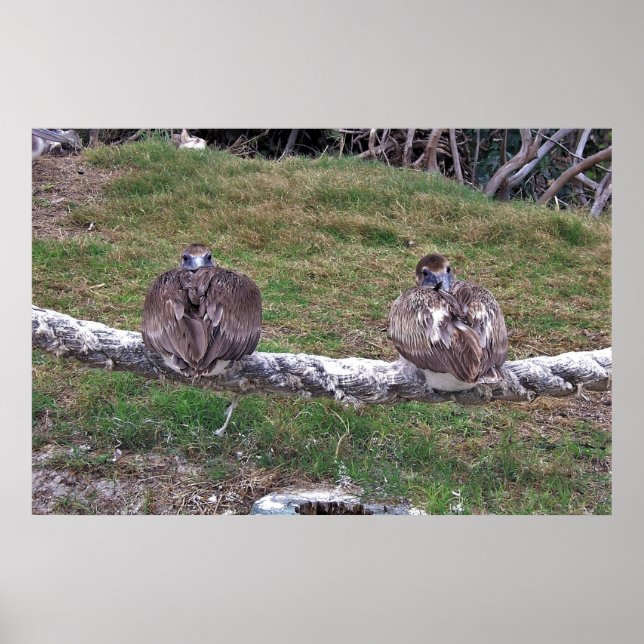 Affiche Peek-a-boo Pélicans (Devant)