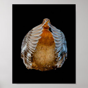 Affiche Peekaboo Duck