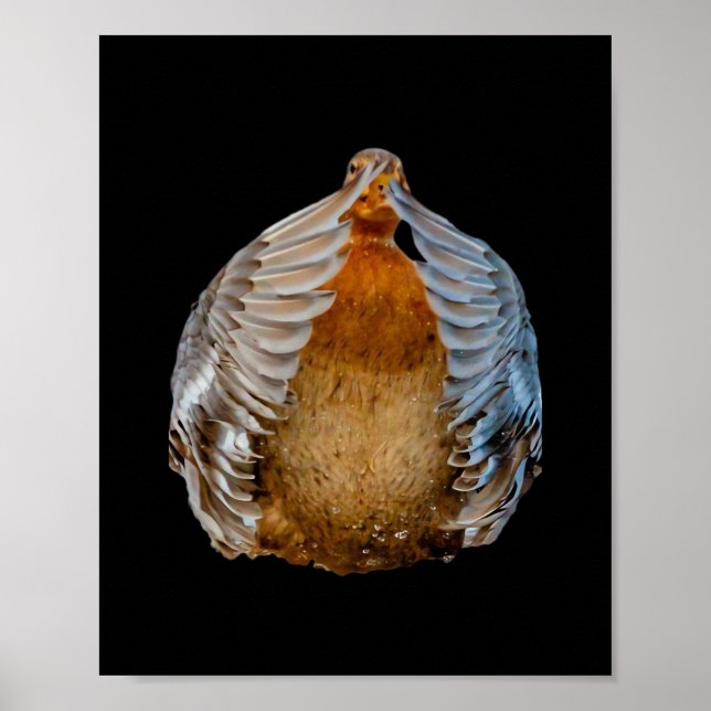 Affiche Peekaboo Duck (Devant)