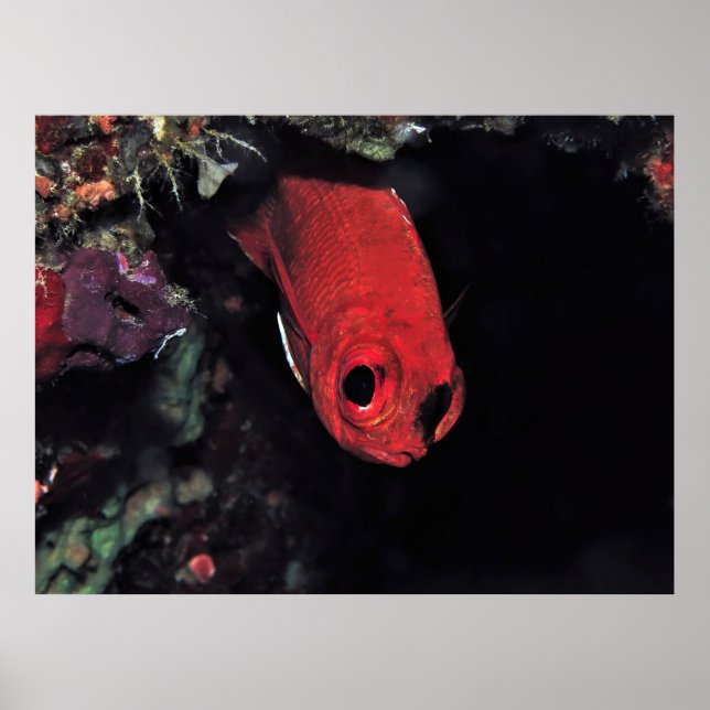 Affiche Peeking Cardinalfish (Devant)
