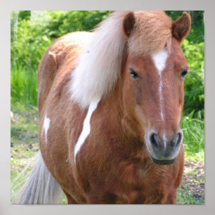 Affiche Peignez la copie quarte de cheval