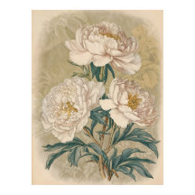 Peine de Roses Blanches Peony Mur botanique vintag