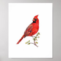 Peinture à l'aquarelle Cardinal Rouge oiseau