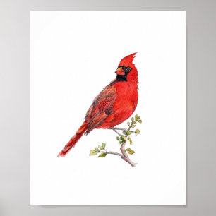 Affiche Peinture à l'aquarelle Cardinal Rouge oiseau