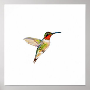 Affiche Peinture à l'aquarelle Colibri à Gorge Rubis