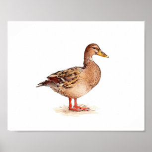 Affiche Peinture à l'aquarelle de canard colvert femelle