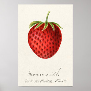 Affiche Peinture à l'aquarelle de fraise (Fragaria)