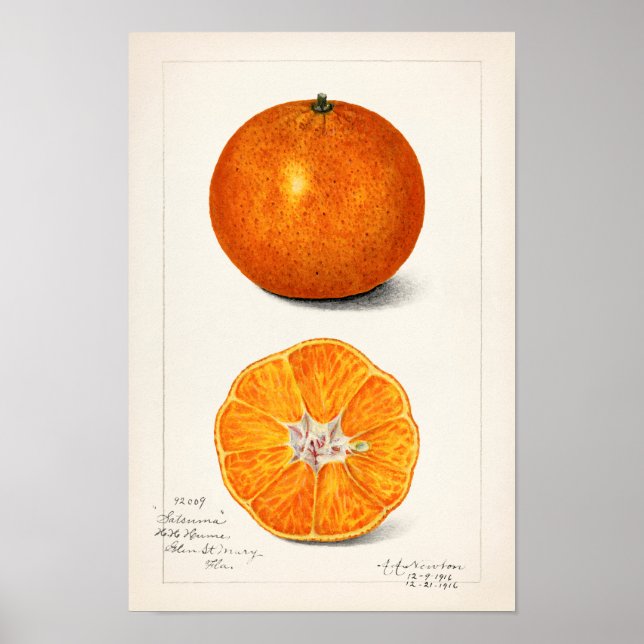 Affiche Peinture à l'aquarelle de fruits (Citrus Sinensis) (Devant)