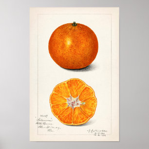 Affiche Peinture à l'aquarelle de fruits d'Orange (Citrus