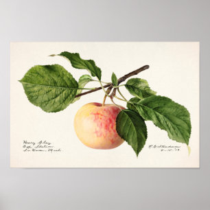 Affiche Peinture à l'aquarelle de fruits (Malus Domestica)
