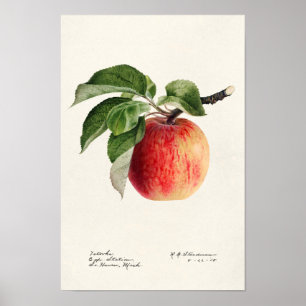 Affiche Peinture à l'aquarelle de fruits (Malus Domestica)