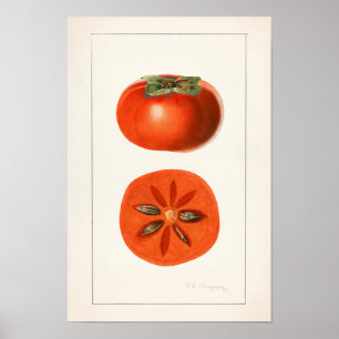 Affiche Peinture à l'aquarelle de fruits Persimmons