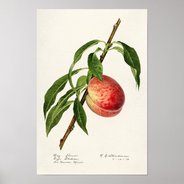 Affiche Peinture à l'aquarelle de fruits (Prunus Persica) (Devant)