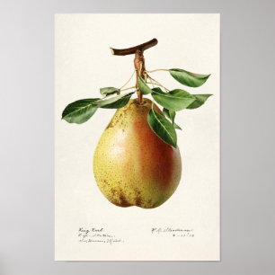 Affiche Peinture à l'aquarelle de fruits (Pyrus Communis)