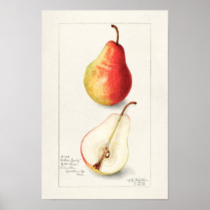 Affiche Peinture à l'aquarelle de fruits (Pyrus Communis)