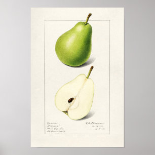 Affiche Peinture à l'aquarelle de fruits (Pyrus Communis)