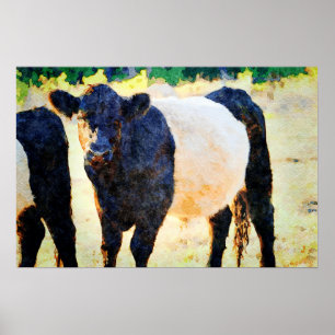 Affiche Peinture à l'aquarelle de la vache Beltie Galloway