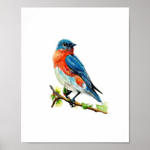 Affiche Peinture à l'aquarelle de l'oiseau bleu de l'Est
