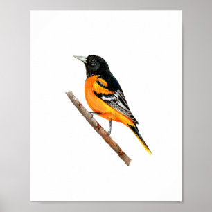 Affiche Peinture à l'aquarelle de l'oiseau Oriole de Balti