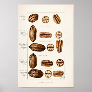 Affiche Peinture à l'aquarelle des Pecans (Carya Illinoine