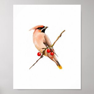 Affiche Peinture à l'aquarelle d'un oiseau Jaseur d'Amériq