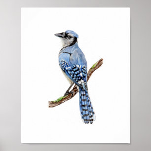 Affiche Peinture à l'aquarelle Geai bleu oiseau