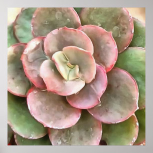 Affiche Peinture acrylique Succulente Echeveria Cactus