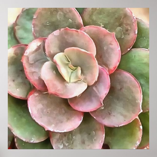 Affiche Peinture acrylique Succulente Echeveria Cactus (Devant)