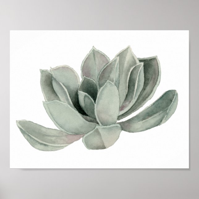 Affiche Peinture aquarelle Plante Succulente (Devant)