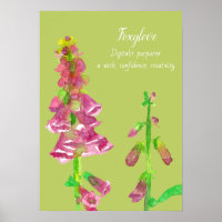 Peinture botanique Foxglove