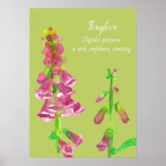 Affiche Peinture botanique Foxglove