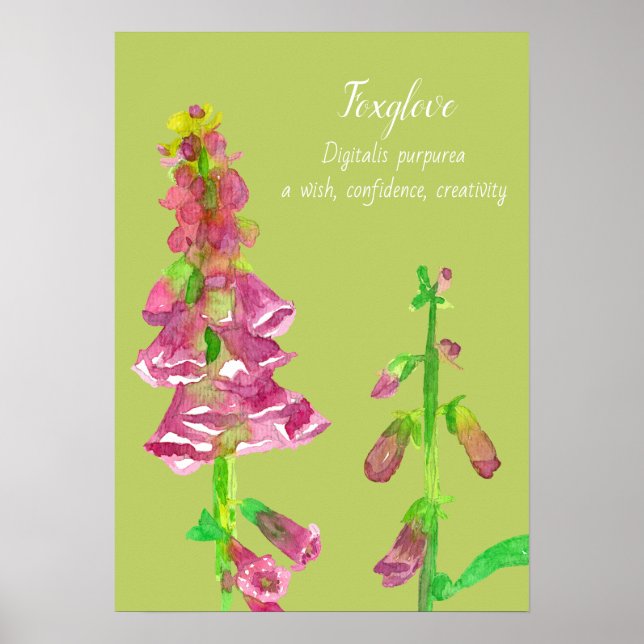 Affiche Peinture botanique Foxglove (Devant)