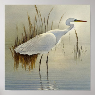 Affiche Peinture d'aquarelle de Héron blanc