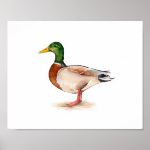 Affiche Peinture de canard colvert à l'aquarelle