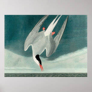 Affiche Peinture de faune d'oiseau de sterne arctique Audu