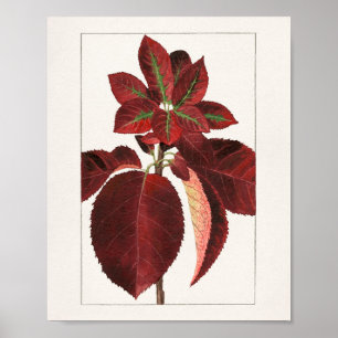 Affiche Peinture de Feuilles de chokecherry (Prunus virgin