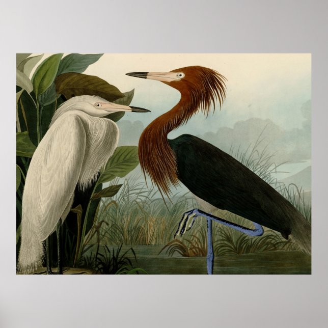 Affiche Peinture de la faune d'Audubon Heron violet (Devant)