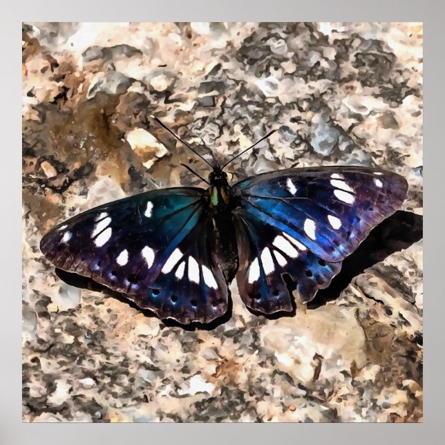 Affiche Peinture de papillon bleu de l'amiral blanc du sud (Devant)