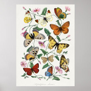 Affiche Peinture de papillon et de mite. par Paul Gervais